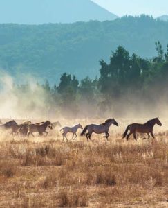 land in pagosa springs horses